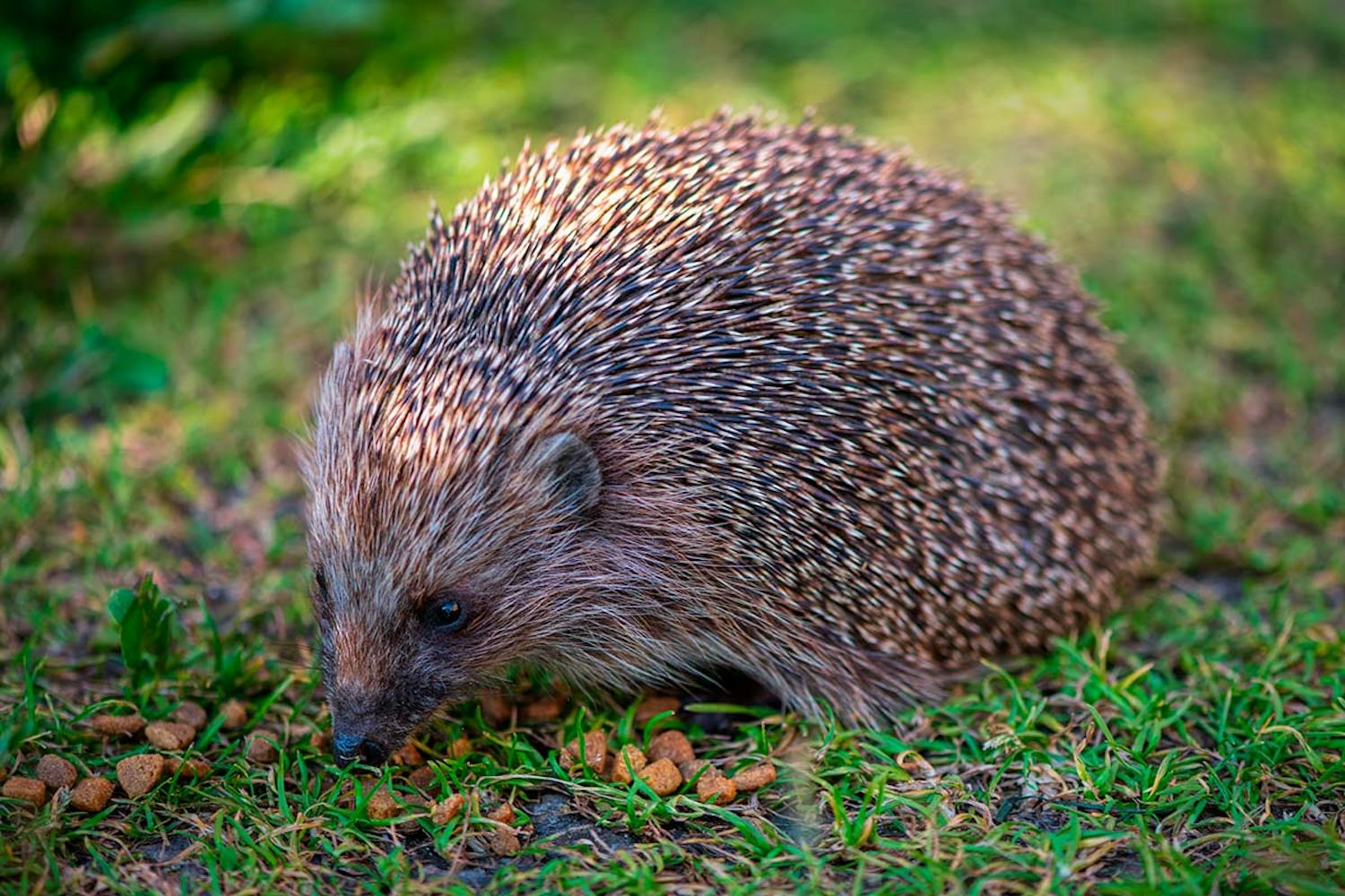 Hvad spiser pindsvin? Hvad spiser et pindsvin?